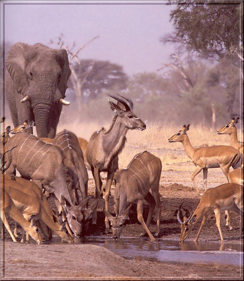 African Elephant & various antelopes; DISPLAY FULL IMAGE.