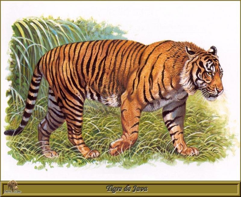 [Animal Art - R. Dallet] Javan Tiger (Panthera tigris sondaica) {!--자바호랑이/멸종-->; DISPLAY FULL IMAGE.