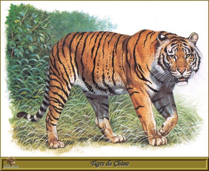 [Animal Art - R. Dallet] South China Tiger (Panthera tigris amoyensis) {!--남중국호랑이-->; DISPLAY FULL IMAGE.