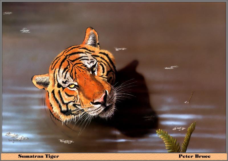 [Animal Art] Sumatran Tiger (Panthera tigris sumatrae) {!--수마트라호랑이-->; DISPLAY FULL IMAGE.