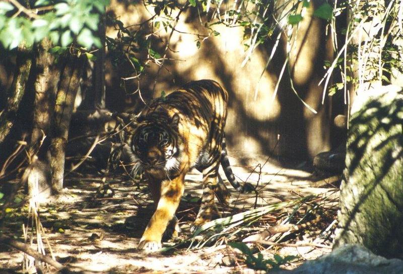 Sumatran Tiger (Panthera tigris sumatrae) {!--수마트라호랑이-->; DISPLAY FULL IMAGE.