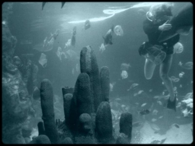 [Underwater] Aquarium tank; DISPLAY FULL IMAGE.