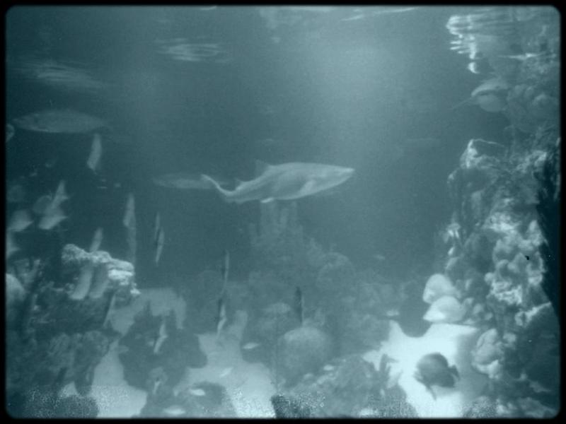 [Underwater] Aquarium tank; DISPLAY FULL IMAGE.