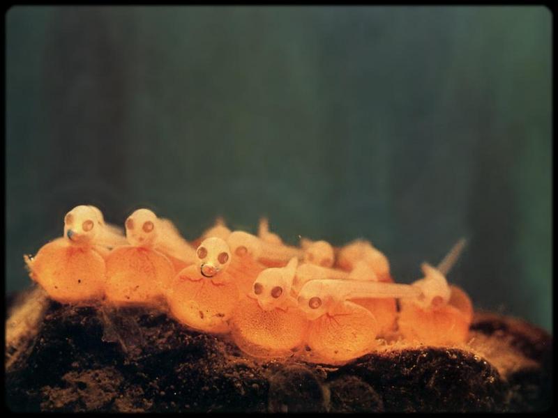 [Underwater] Fish Embryo flock; DISPLAY FULL IMAGE.