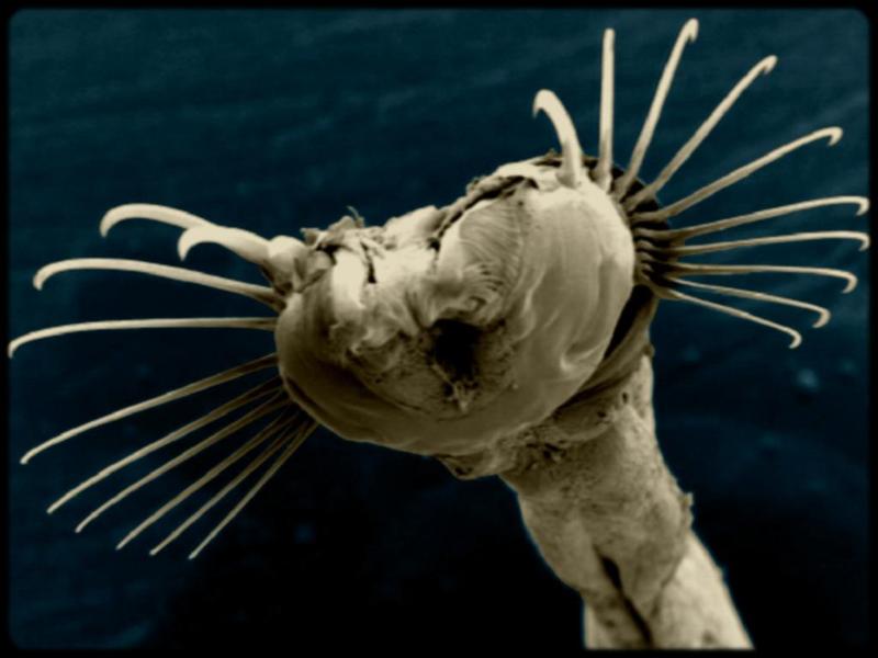 [Underwater Microorganism] ...; DISPLAY FULL IMAGE.