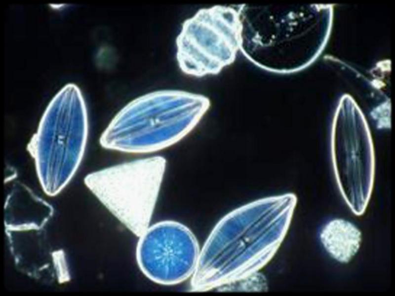 [Underwater Microorganism] ...; DISPLAY FULL IMAGE.