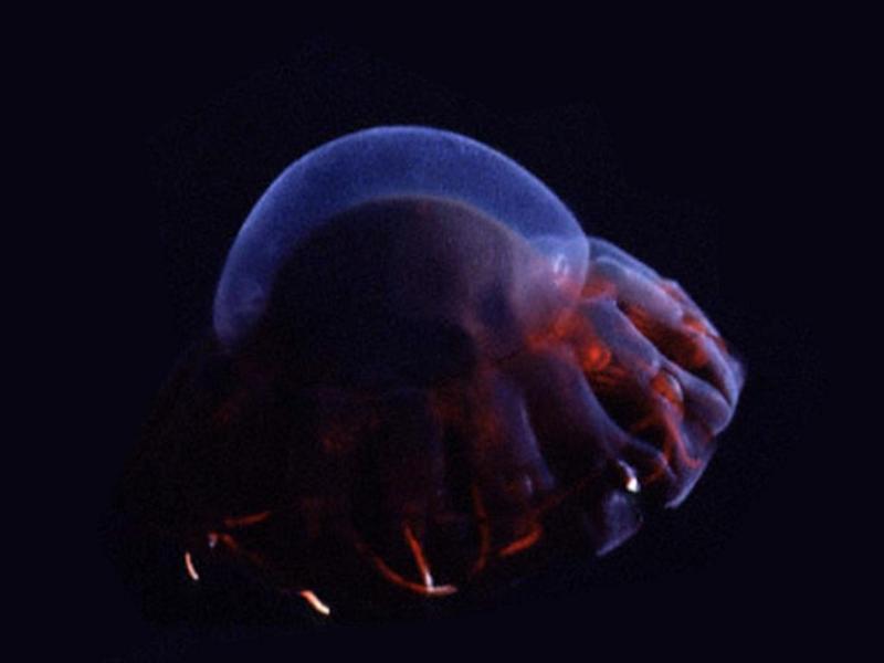 [Underwater Microorganism] ...; DISPLAY FULL IMAGE.