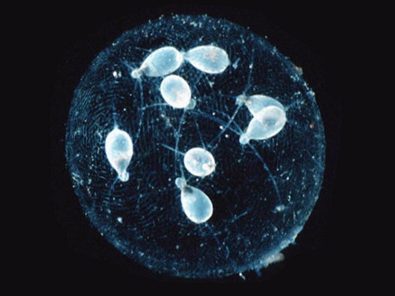 [Underwater Microorganism] radiolarian; DISPLAY FULL IMAGE.