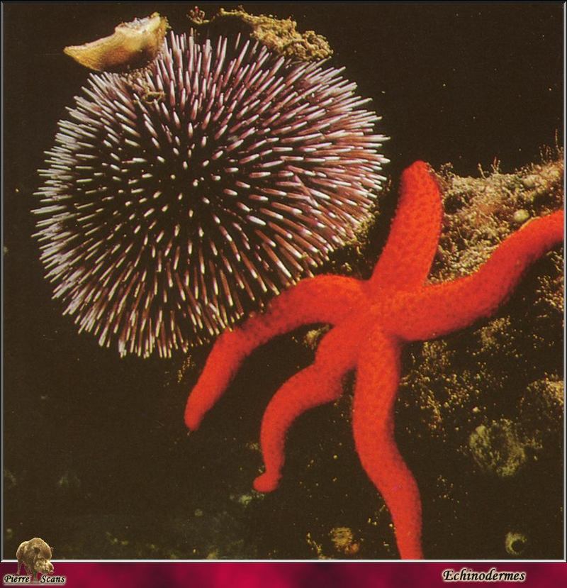 [Underwater] Sea Urchin & Red Sea Star {!--불가사리-->; DISPLAY FULL IMAGE.