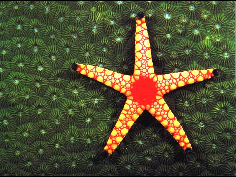 [Underwater] Sea Star {!--불가사리-->; DISPLAY FULL IMAGE.