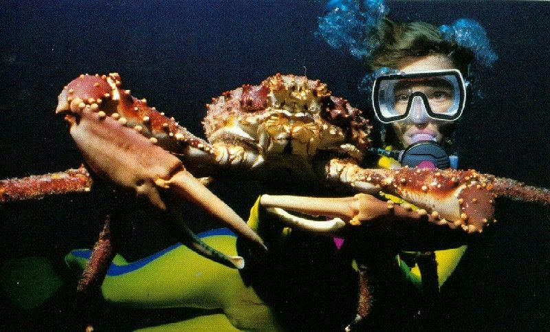 [Underwater Scuba Diving] Lady & Giant Spider Crab; DISPLAY FULL IMAGE.