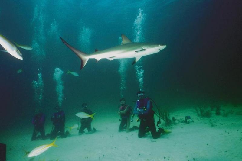 [Underwater Scuba Diving] Divers & Sharks; DISPLAY FULL IMAGE.