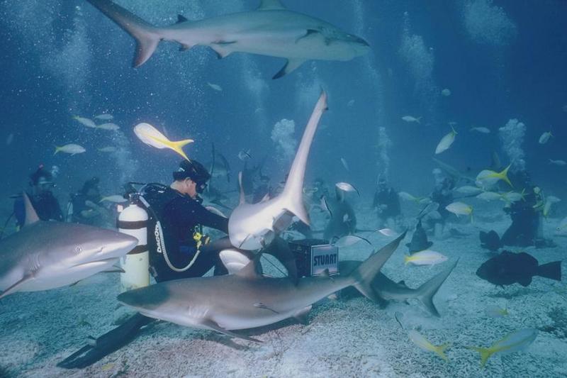 [Underwater Scuba Diving] Divers & Sharks; DISPLAY FULL IMAGE.