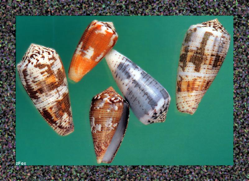 Sea Shell {!--조개껍질-->; DISPLAY FULL IMAGE.