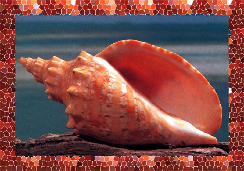 Sea Shell - Turban {!--조개껍질-->; DISPLAY FULL IMAGE.
