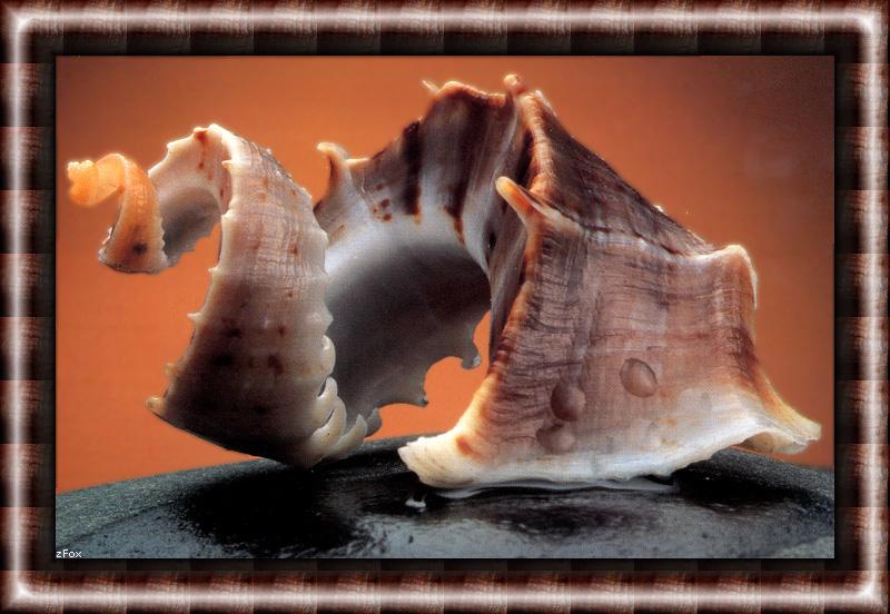 Sea Shell {!--조개껍질-->; DISPLAY FULL IMAGE.