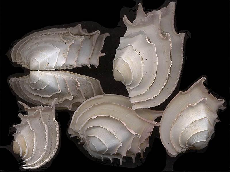 [Tasmanian Sea Shells] Bassina Callanaitis disjecta; DISPLAY FULL IMAGE.