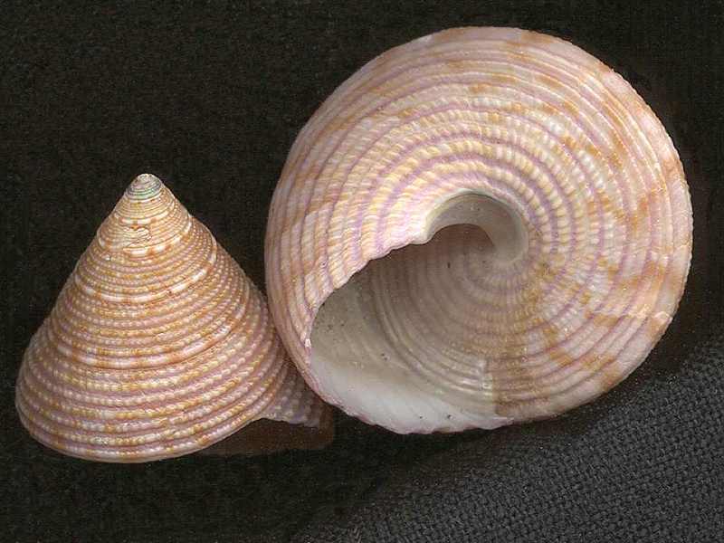 [Tasmanian Sea Shells] Calliostoma armillata; DISPLAY FULL IMAGE.