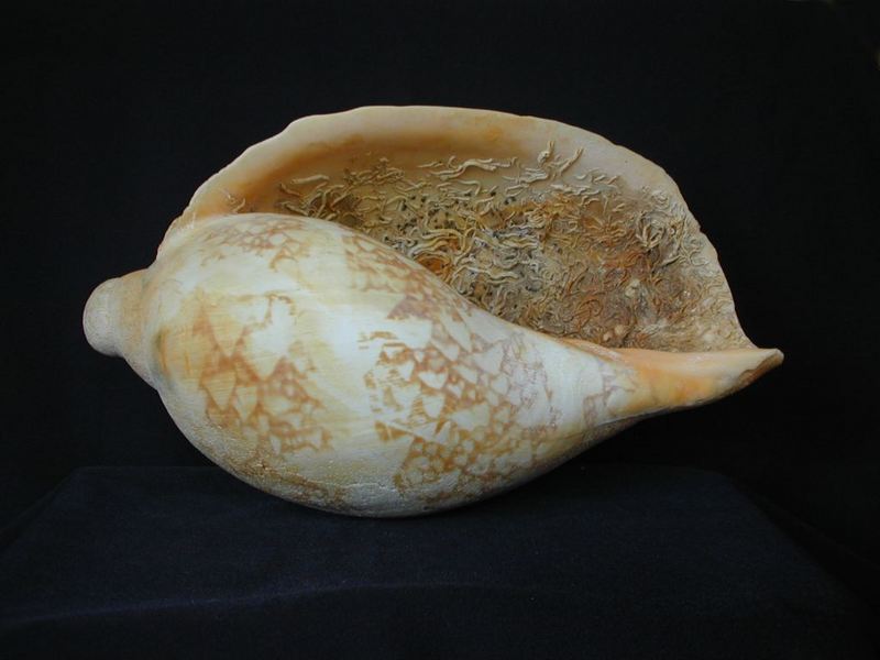 [Tasmanian Sea Shells] Livonia mammilla; DISPLAY FULL IMAGE.