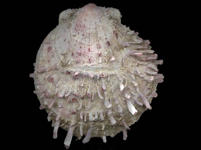 [Tasmanian Sea Shells] Spondylus tenellus; DISPLAY FULL IMAGE.