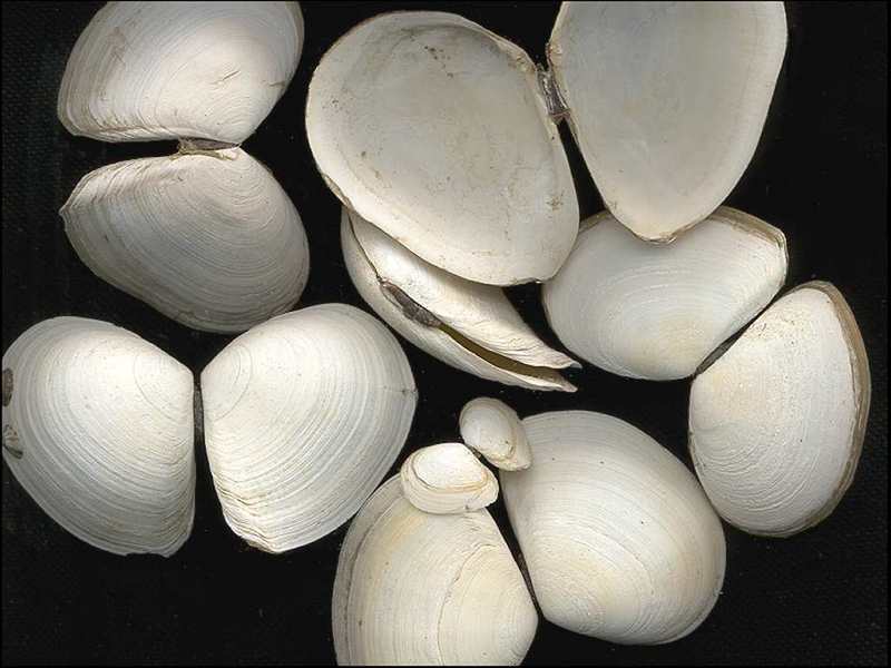 [Tasmanian Sea Shells] Tellina deltoidalis; DISPLAY FULL IMAGE.