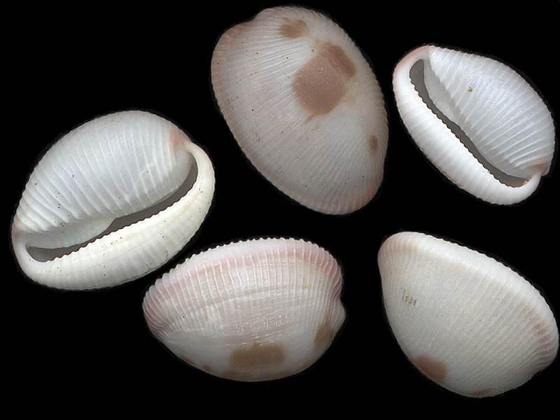 [Tasmanian Sea Shells] Trivia merces; DISPLAY FULL IMAGE.