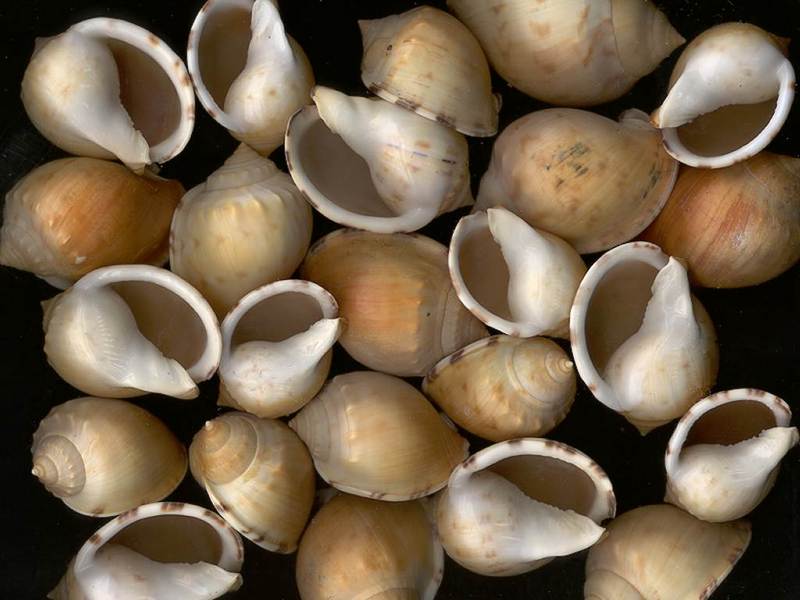 [Tasmanian Sea Shells] Xenogalea pyrum; DISPLAY FULL IMAGE.