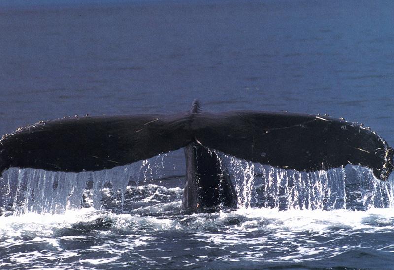 Whale fluke {!--고래 꼬리-->; DISPLAY FULL IMAGE.