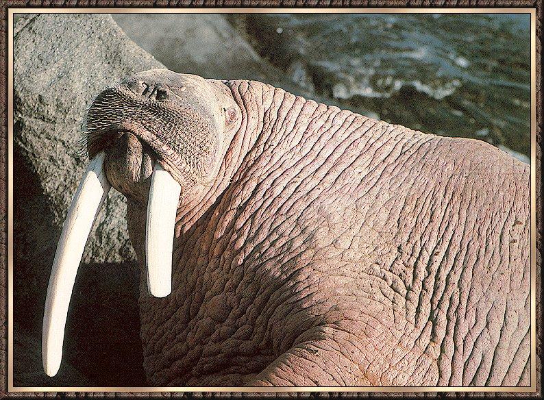 Walrus bull (Odobenus rosmarus) {!--바다코끼리-->; DISPLAY FULL IMAGE.