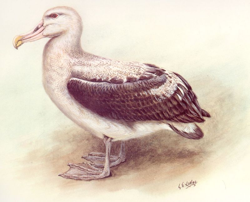 [Animal Art] Wandering Albatross (Diomedea exulans) {!--나그네신천옹/큰신천옹/나그네알바트로스-->; DISPLAY FULL IMAGE.