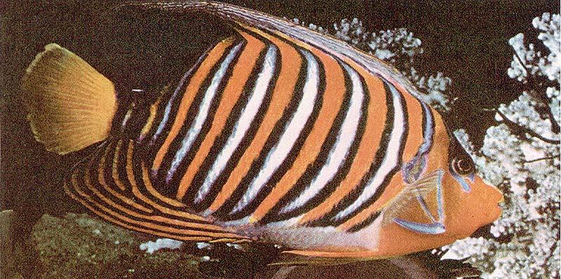 Young Bicolor Angelfish (Centropyge bicolor) {!--二色刺尻魚-->; DISPLAY FULL IMAGE.