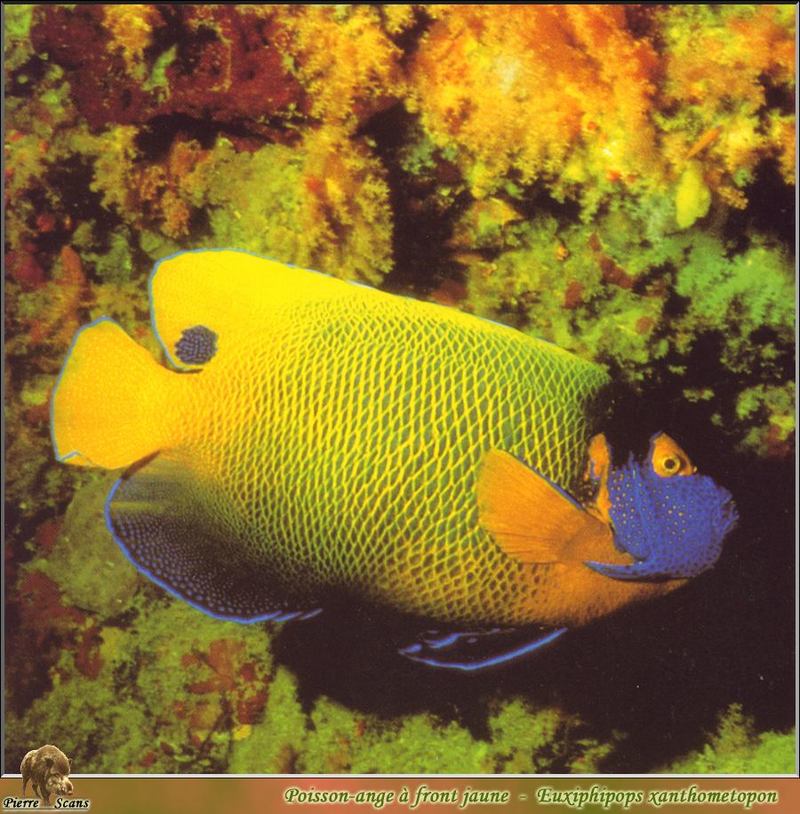Blue-faced angelfish (Pomacanthus xanthometopon); DISPLAY FULL IMAGE.