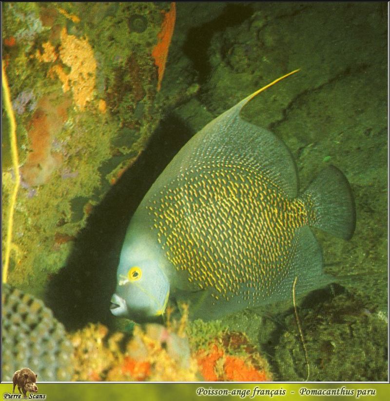 French Angelfish (Pomacanthus paru) {!--프랑스신선돔-->; DISPLAY FULL IMAGE.