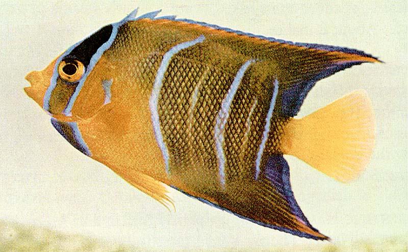 Queen Angelfish (Holacanthus ciliaris) {!--여왕신선돔-->; DISPLAY FULL IMAGE.