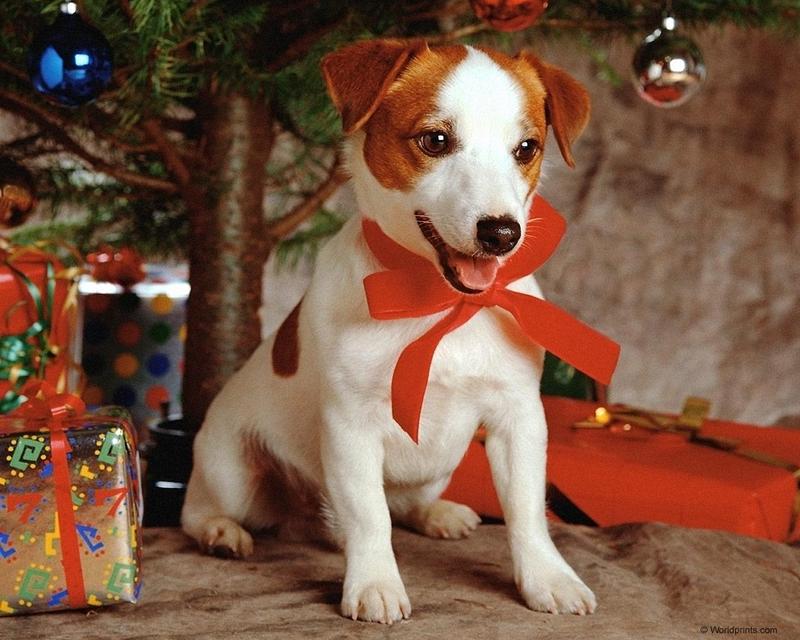 Christmas Puppy; DISPLAY FULL IMAGE.