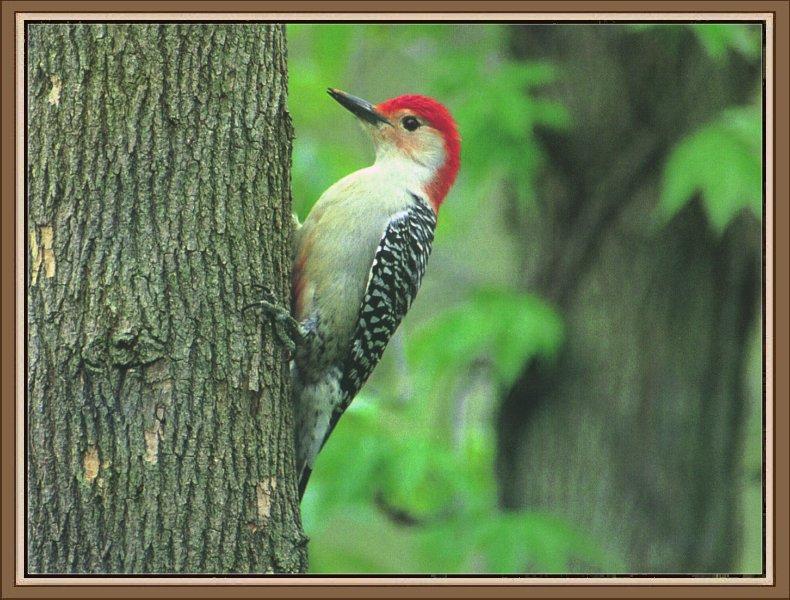 Red-bellied Woodpecker (Melanerpes carolinus) {!--붉은배딱다구리-->; DISPLAY FULL IMAGE.