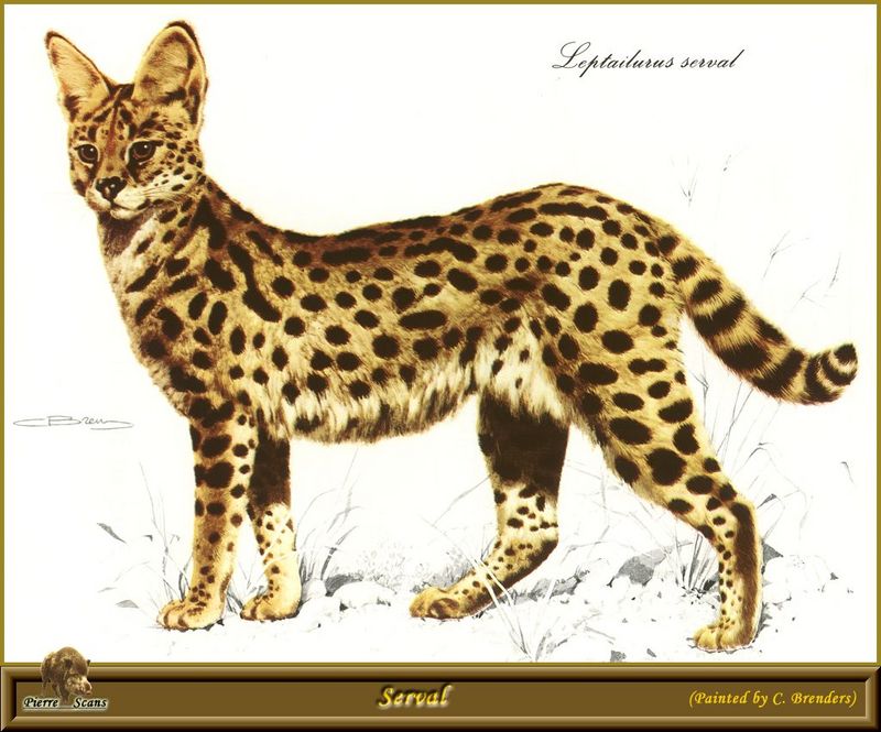 [Animal Art - Carl Brenders] Serval (Leptailurus serval) {!--서벌-->; DISPLAY FULL IMAGE.