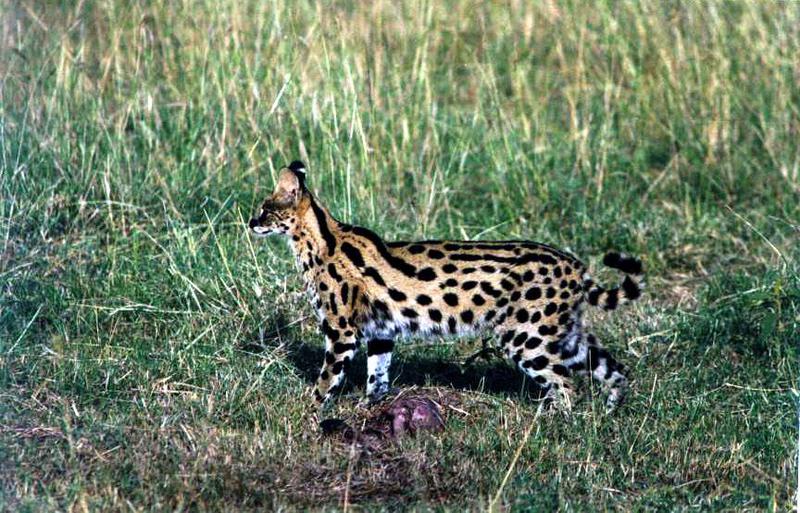 Serval (Leptailurus serval) {!--서벌-->; DISPLAY FULL IMAGE.