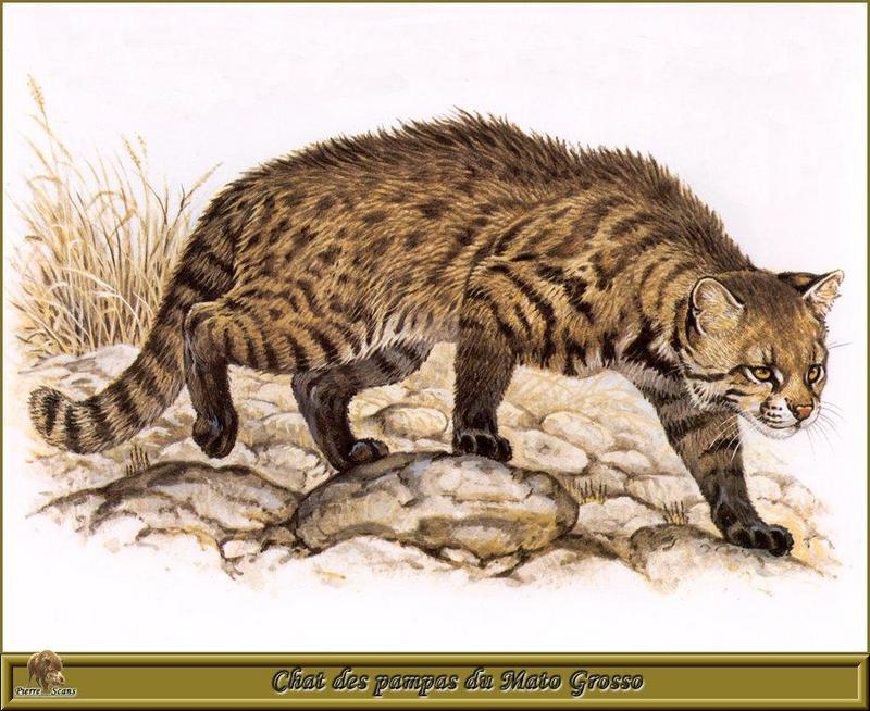 [Animal Art - Robert Dallet] Pampas Cat (Oncifelis colocolo) {!--팜파스고양이-->; DISPLAY FULL IMAGE.