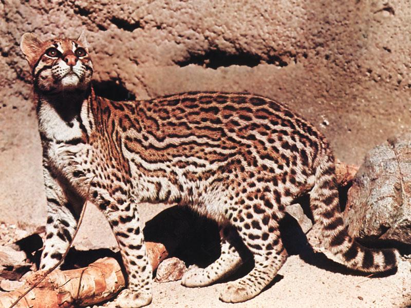 Ocelot (Leopardus pardalis) {!--오셀롯-->; DISPLAY FULL IMAGE.