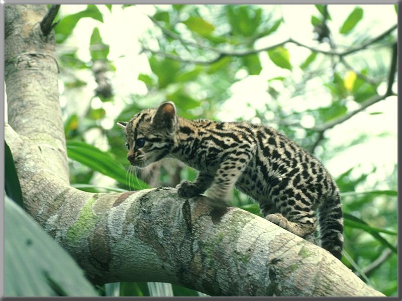 Ocelot kitten (Leopardus pardalis) {!--오셀롯-->; DISPLAY FULL IMAGE.