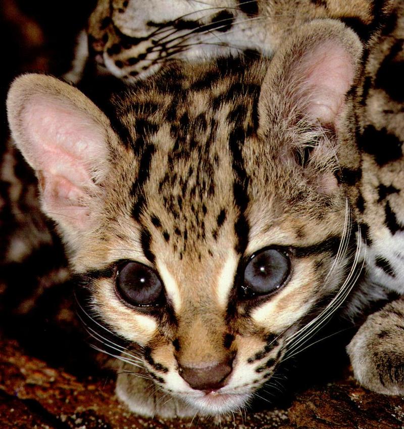 Margay (Leopardus wiedii) {!--호랑고양이, 마게이-->; DISPLAY FULL IMAGE.