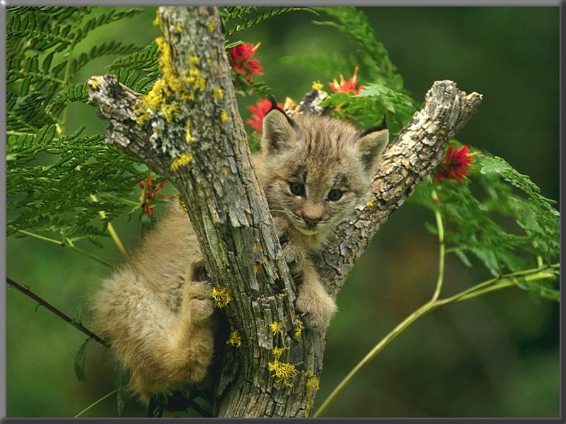 Lynx cub (Lynx sp.) {!--스라소니류-->; DISPLAY FULL IMAGE.