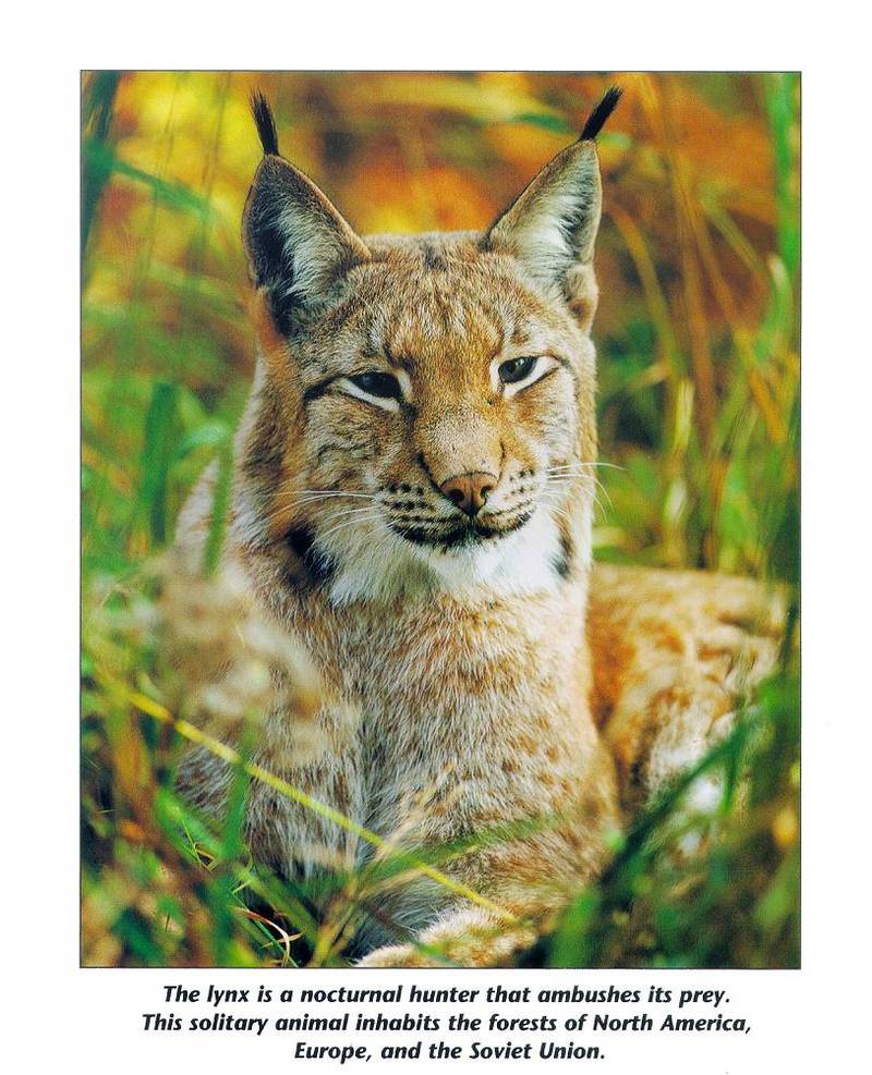 Lynx (Lynx sp.) {!--스라소니류-->; DISPLAY FULL IMAGE.