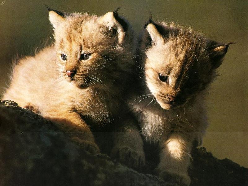 Lynx cubs (Lynx sp.) {!--스라소니류-->; DISPLAY FULL IMAGE.