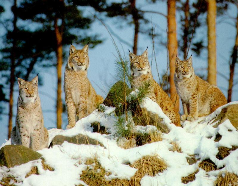 Canada Lynx pack (Lynx canadensis) {!--캐나다스라소니,검은귀스라소니-->; DISPLAY FULL IMAGE.