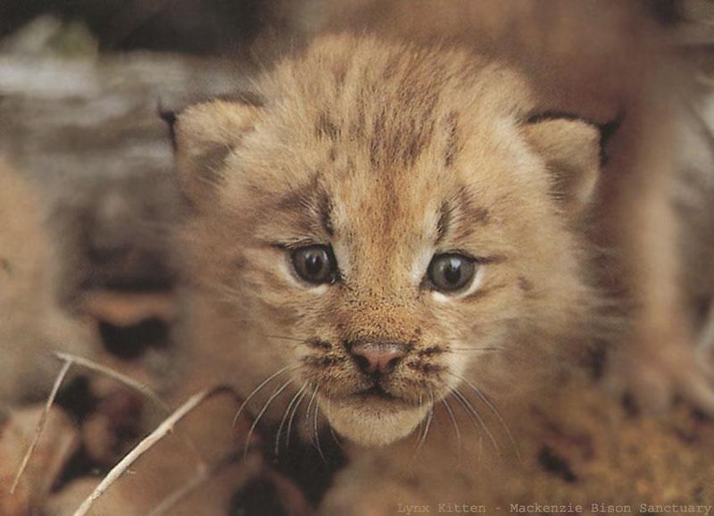 Canada Lynx cub (Lynx canadensis) {!--캐나다스라소니,검은귀스라소니-->; DISPLAY FULL IMAGE.