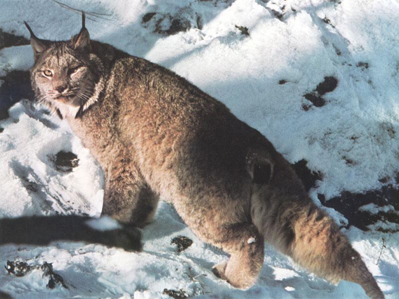 Canada Lynx (Lynx canadensis) {!--캐나다스라소니,검은귀스라소니-->; DISPLAY FULL IMAGE.