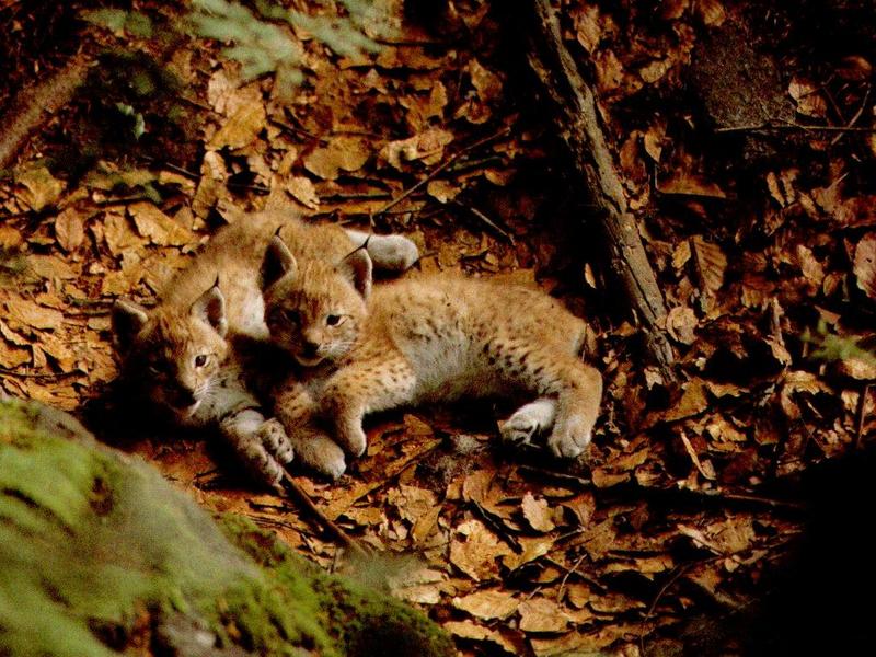 Canada Lynx cubs (Lynx canadensis) {!--캐나다스라소니,검은귀스라소니-->; DISPLAY FULL IMAGE.
