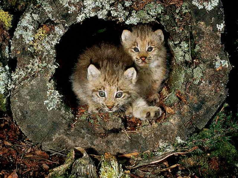 Canada Lynx kittens (Lynx canadensis) {!--캐나다스라소니,검은귀스라소니-->; DISPLAY FULL IMAGE.